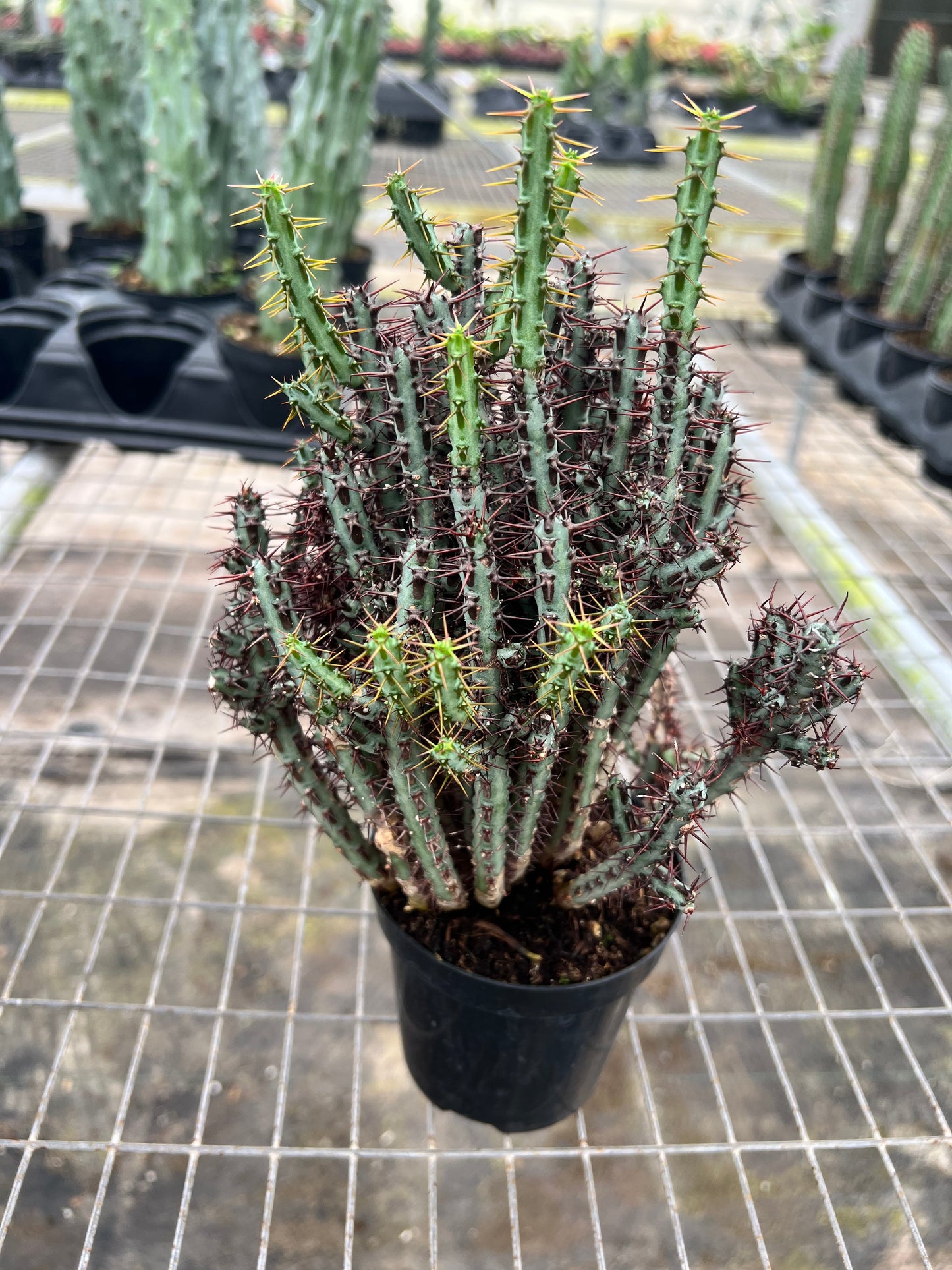 4” Blue Pencil Cactus