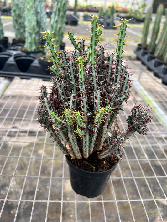 4” Blue Pencil Cactus