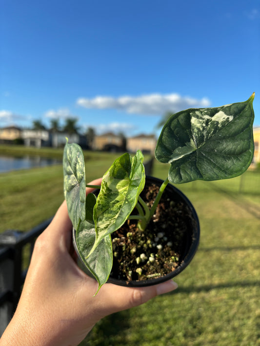 4” Alocasia Dragon Scale Albo