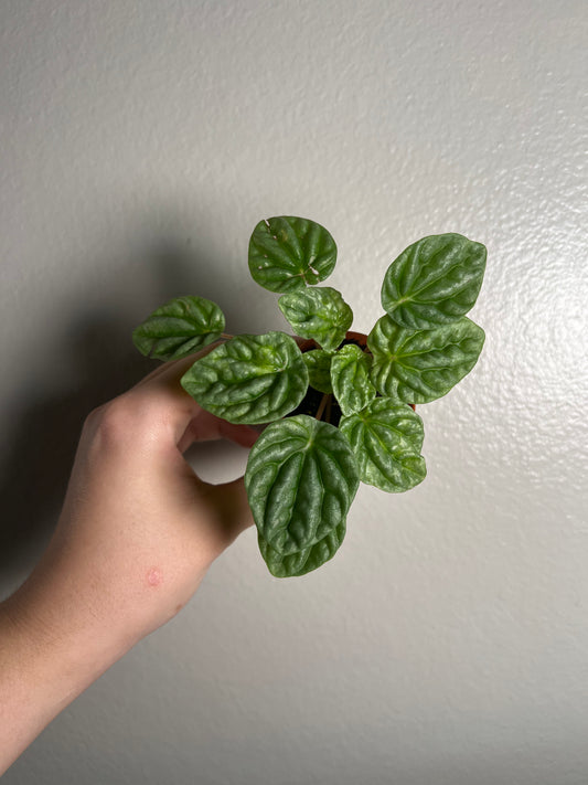 2” Silver Ripple Peperomia