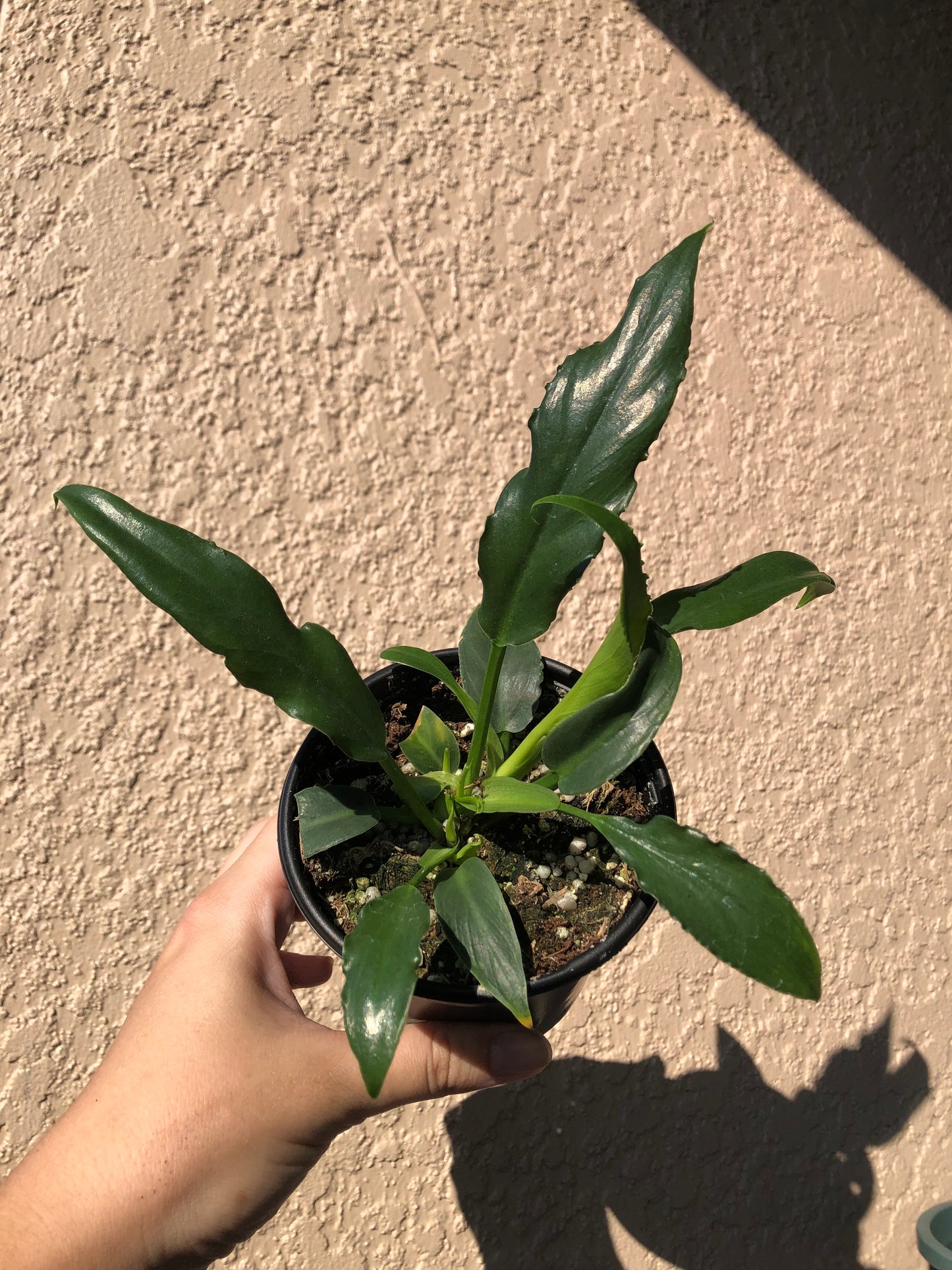 4” Philodendron Heather May