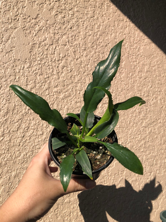 4” Philodendron Heather May