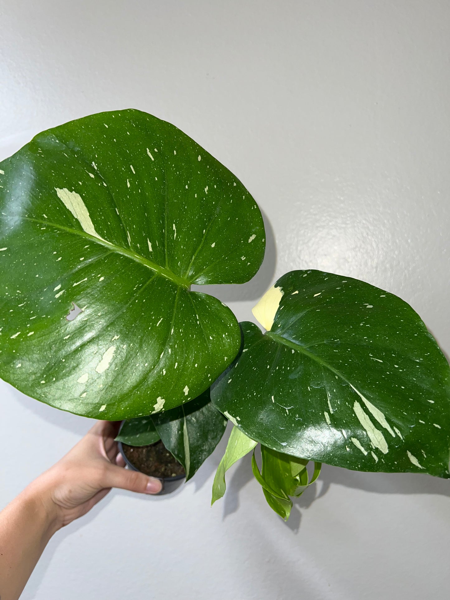 4” Monstera Thai Constellation (C)