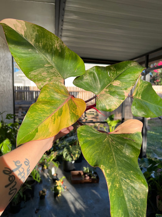 4” Philodendron Strawberry Shake (A)