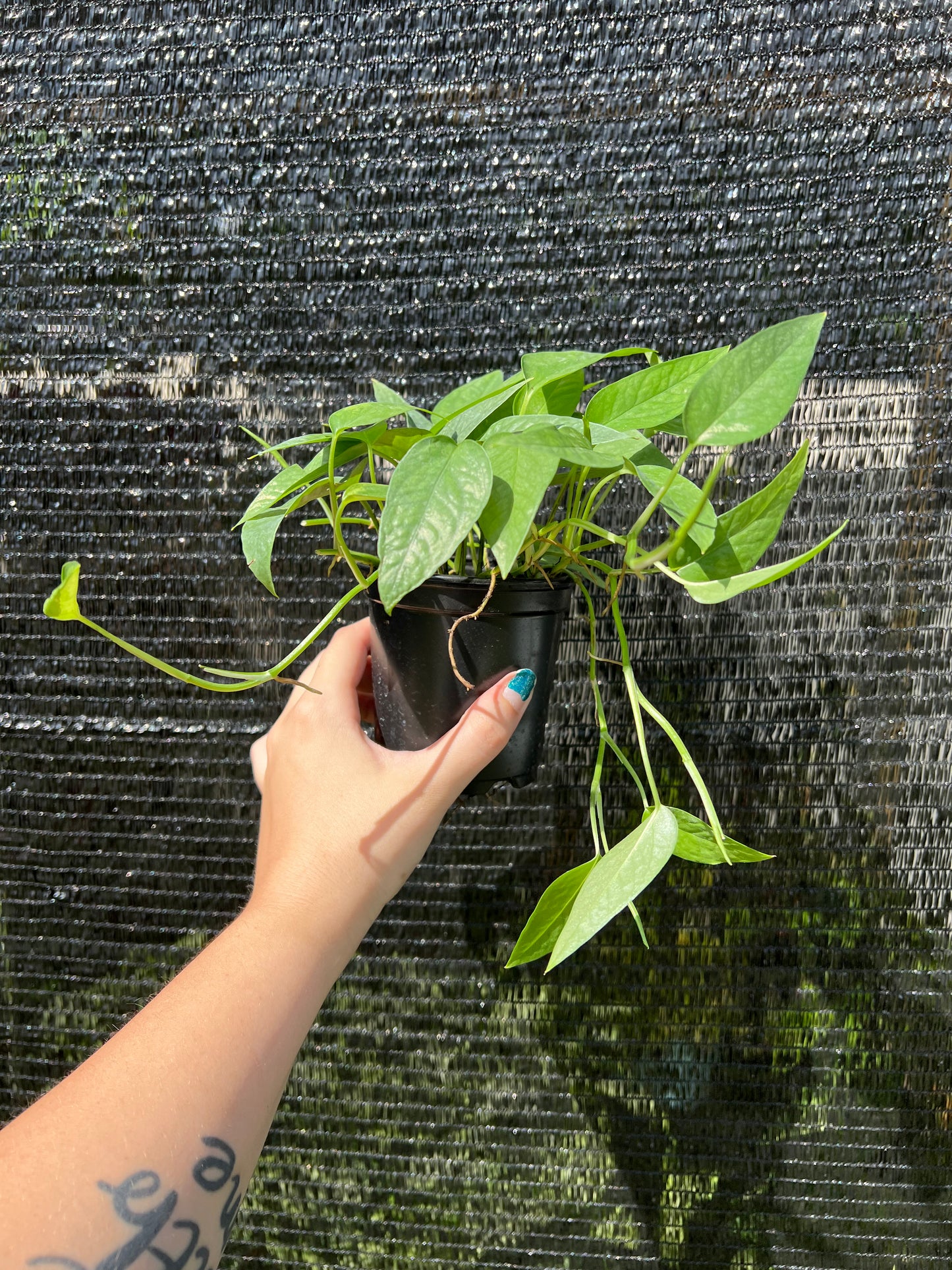 4” Epipremnum Pinnatum ‘Cebu Blue’