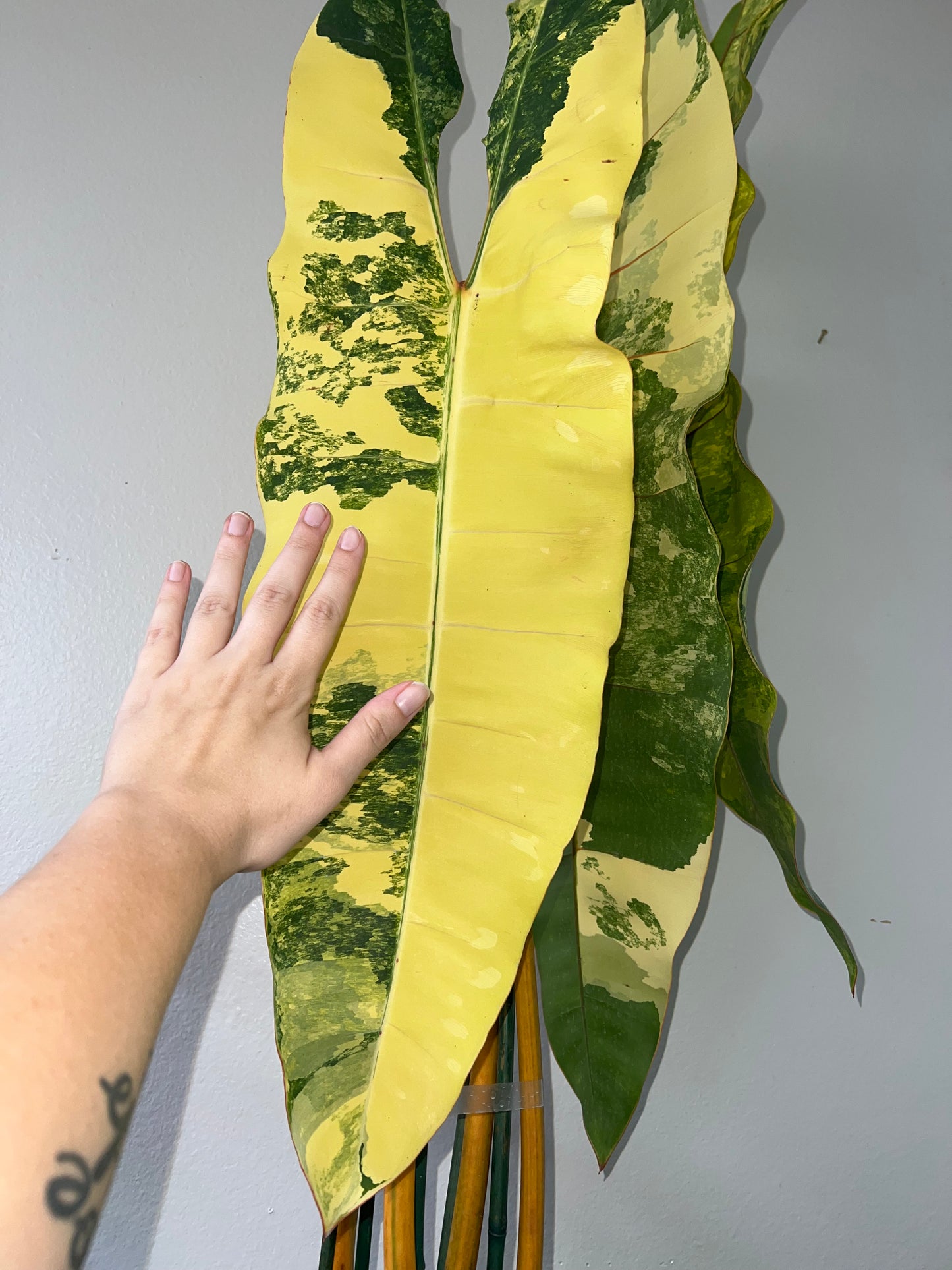 XL Philodendron Billietiae Variegata