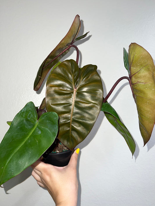 4” Philodendron Pink Princess X Billie