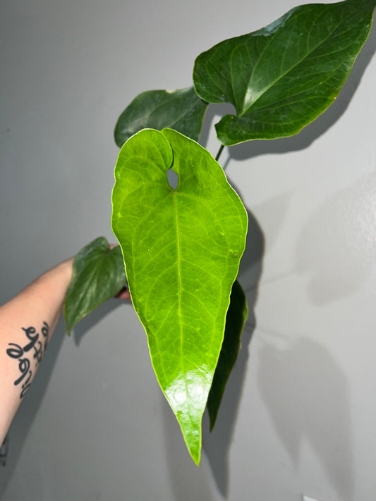 4” Anthurium Watermaliense