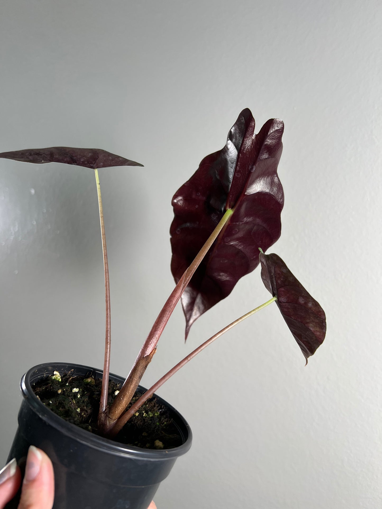 4” Alocasia Chantrieri