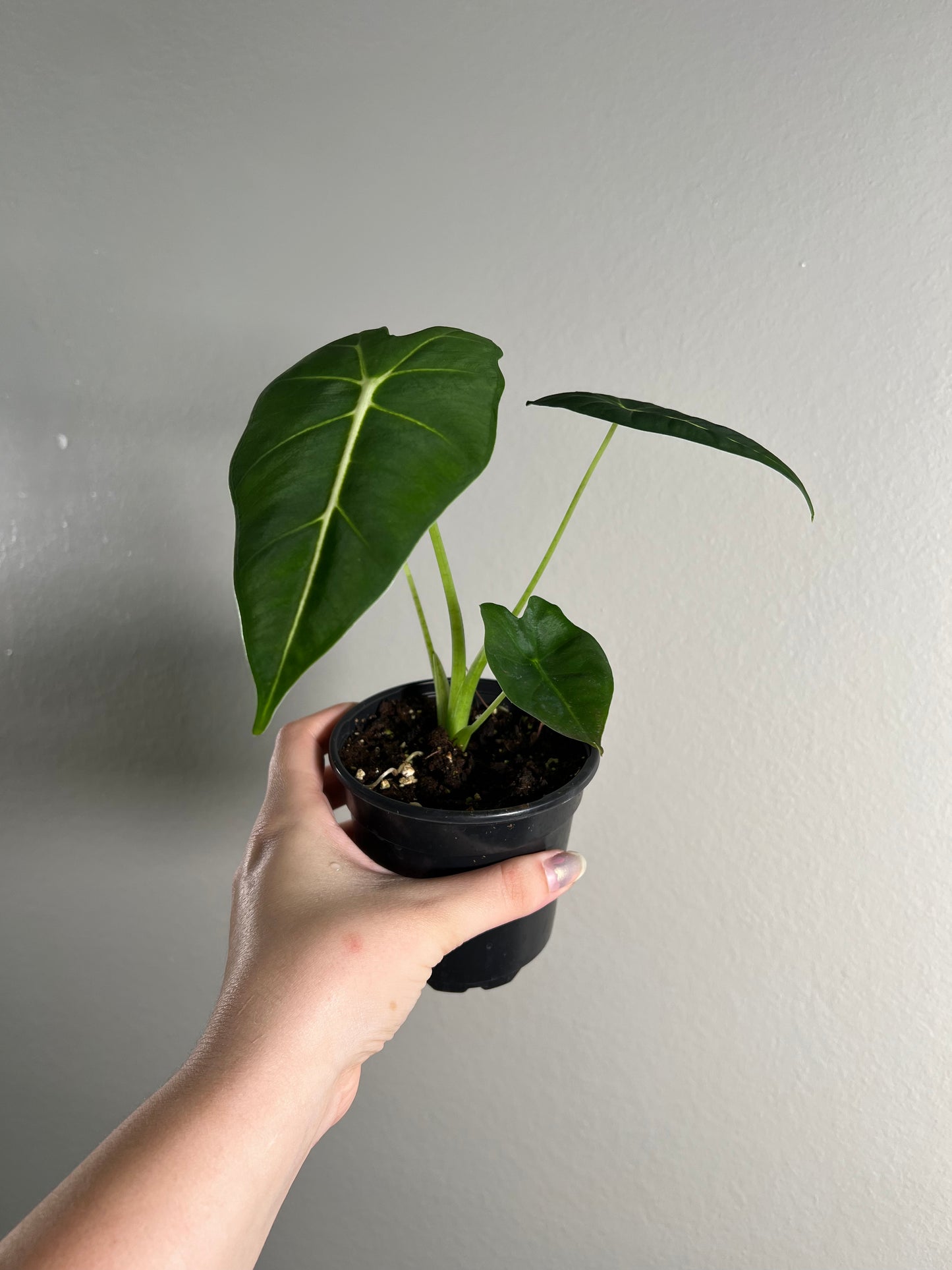 4” Alocasia Frydek