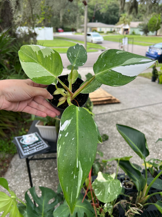 4” Philodendron White Princess