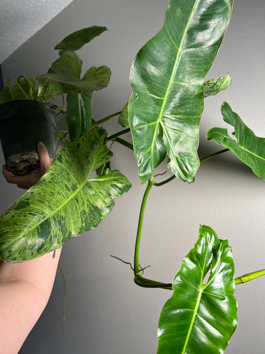 6” Philodendron Paraiso Verde