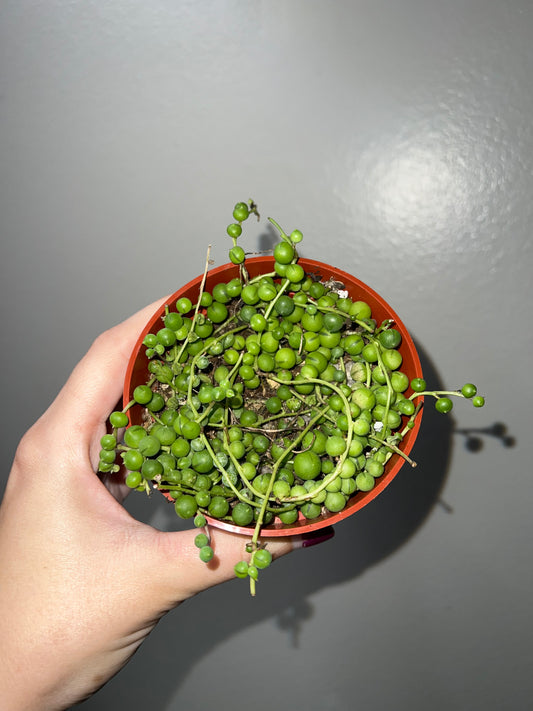 4” String of Pearls