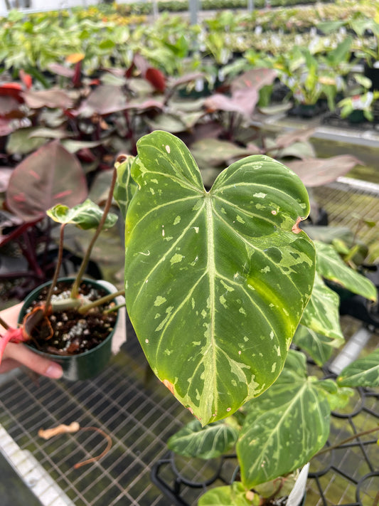 4” Philodendron Gloriosum Snow Leopard