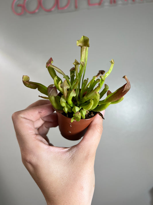 2” Trumpet Pitcher Plant