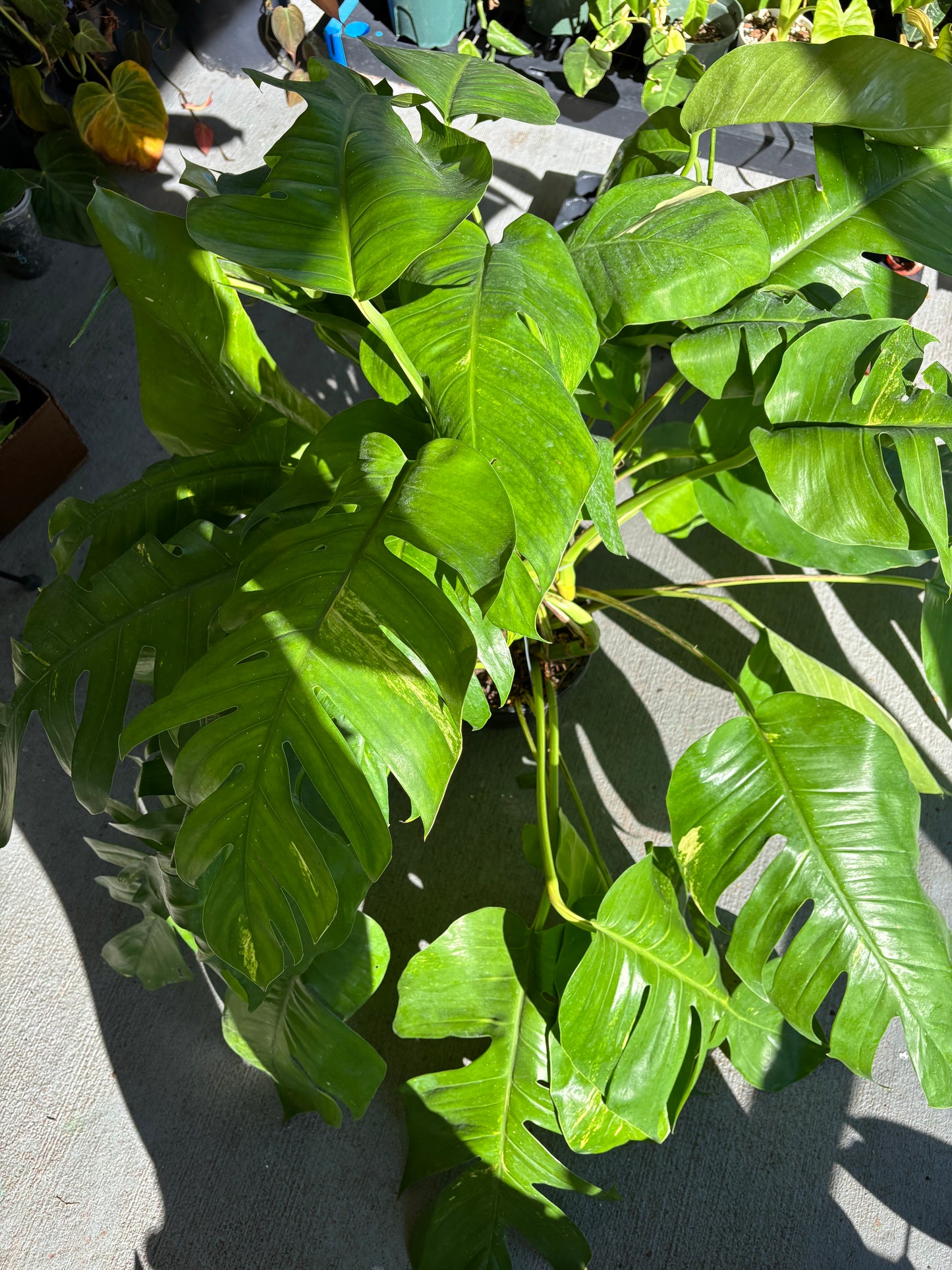 8” Epipremnum Pinnatum Aurea Hanging Basket (GIANT)