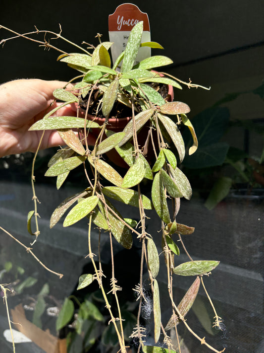 4” Hoya Super Eskimo