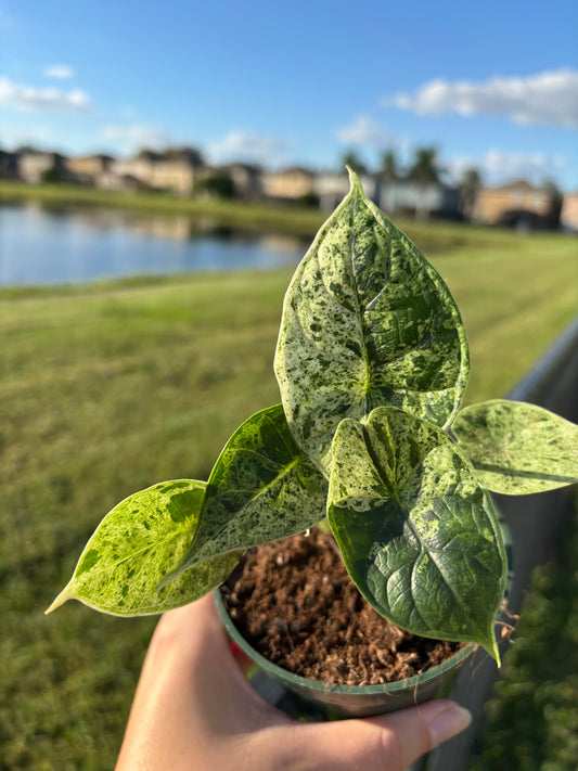 4” Alocasia Dragon Scale Mint
