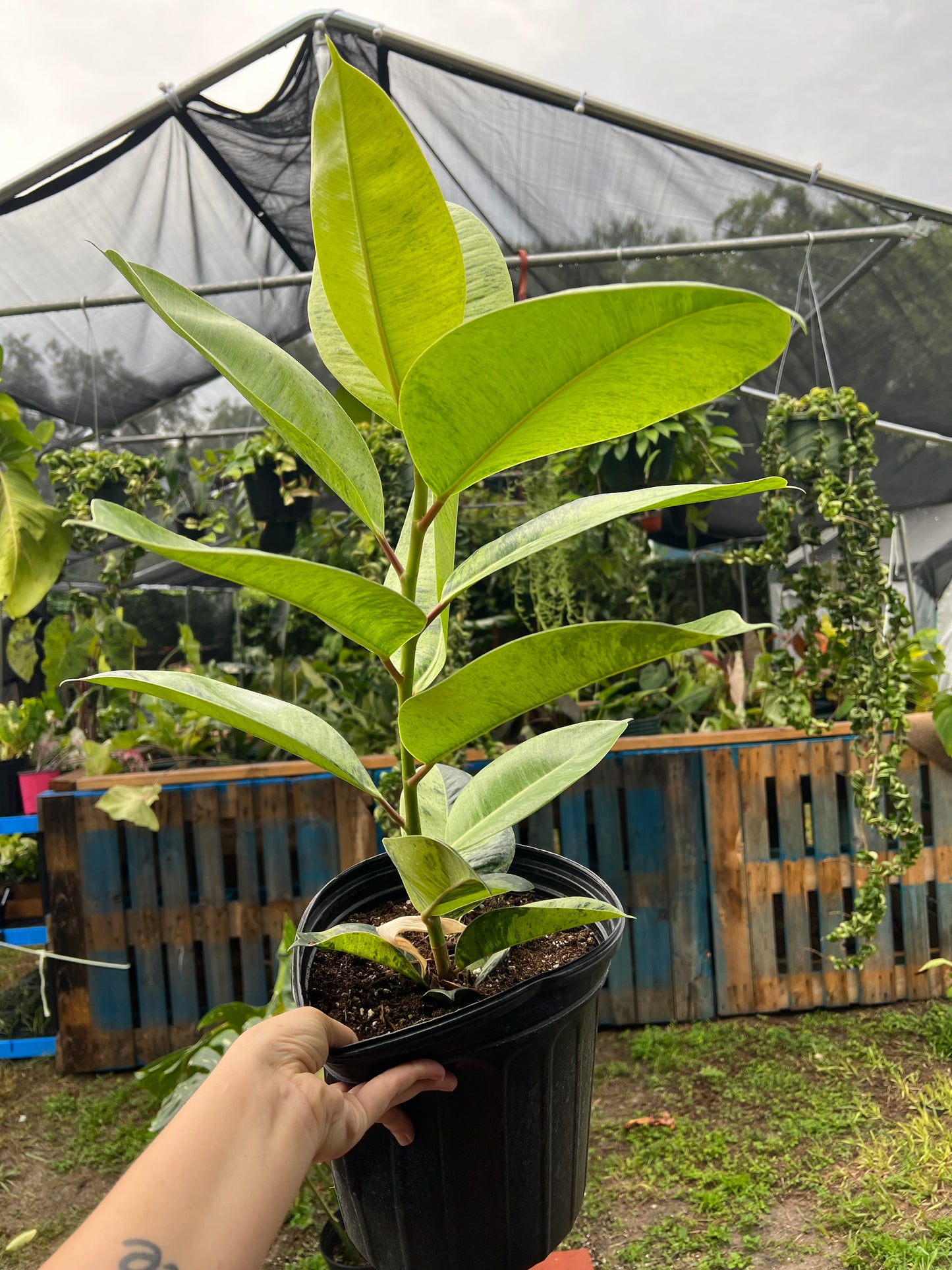 8” Ficus Shivereana Moonshine