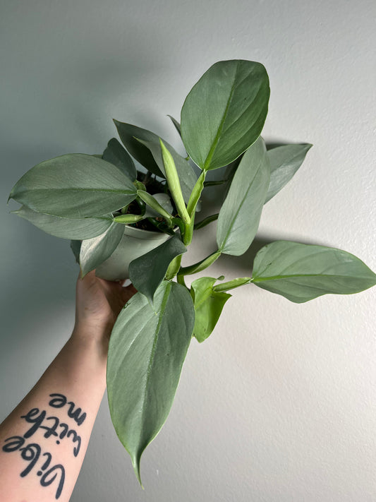 6” Philodendron Silver Sword