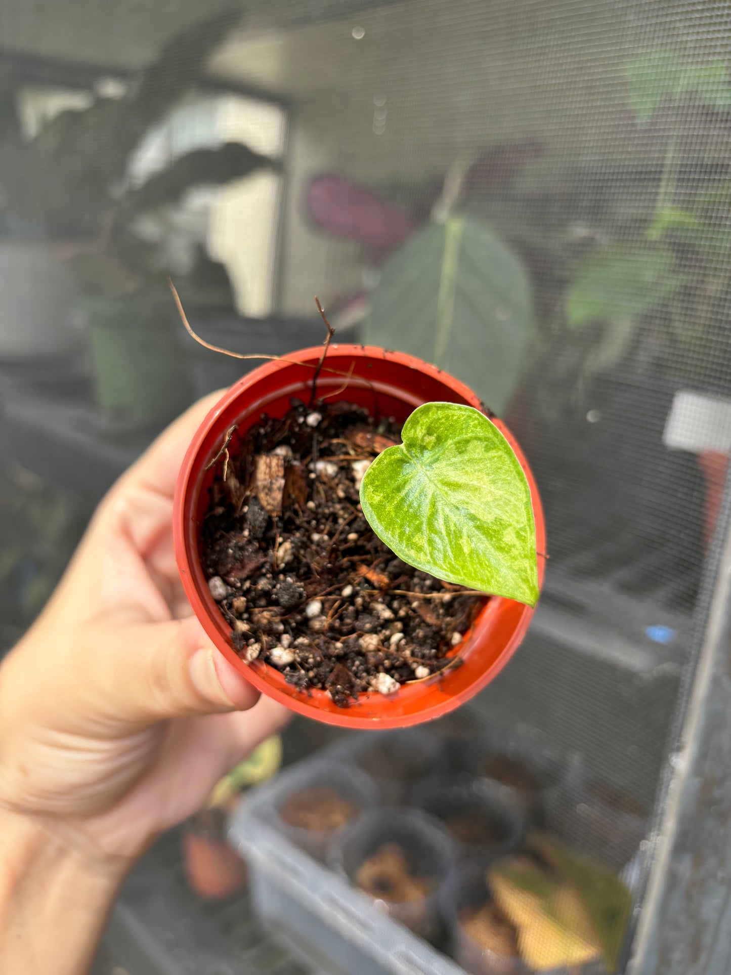 2” Variegated Alocasia Green Goddess