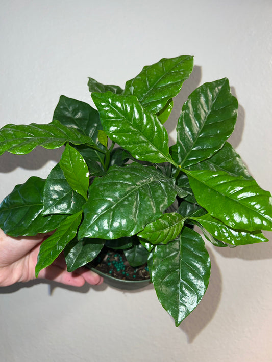 6” Arabica Coffee Plant