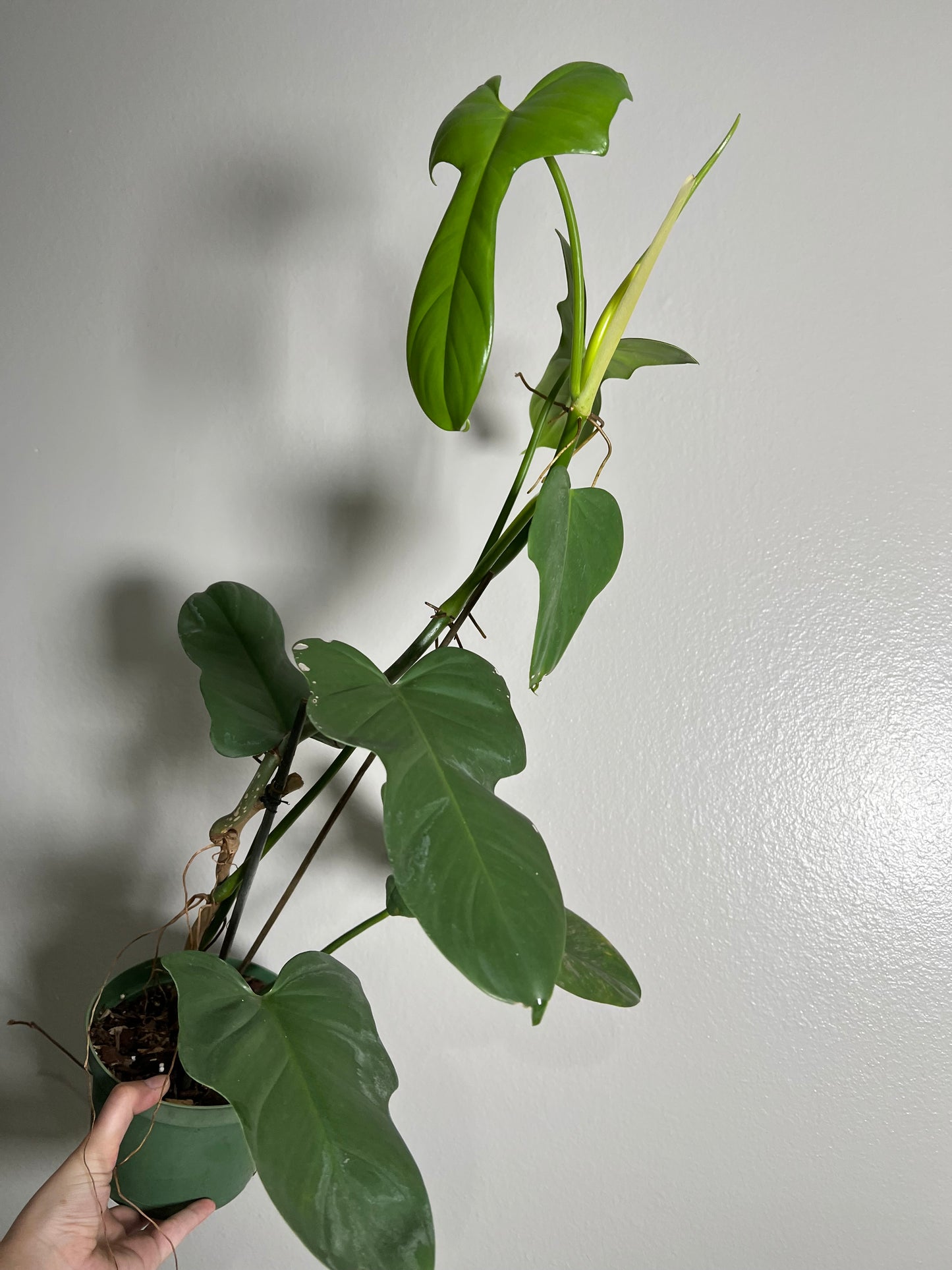 6” Horse Head Philodendron