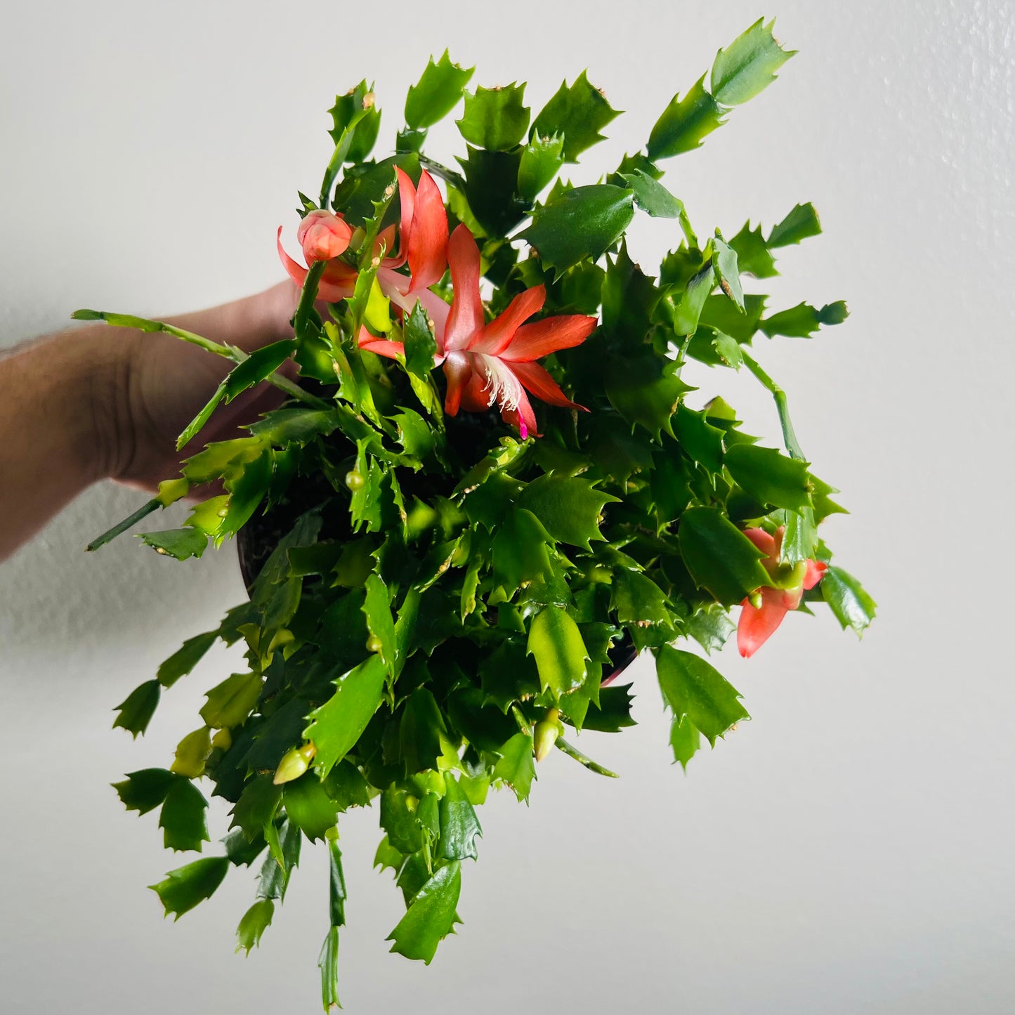 6” Christmas Cactus Pink