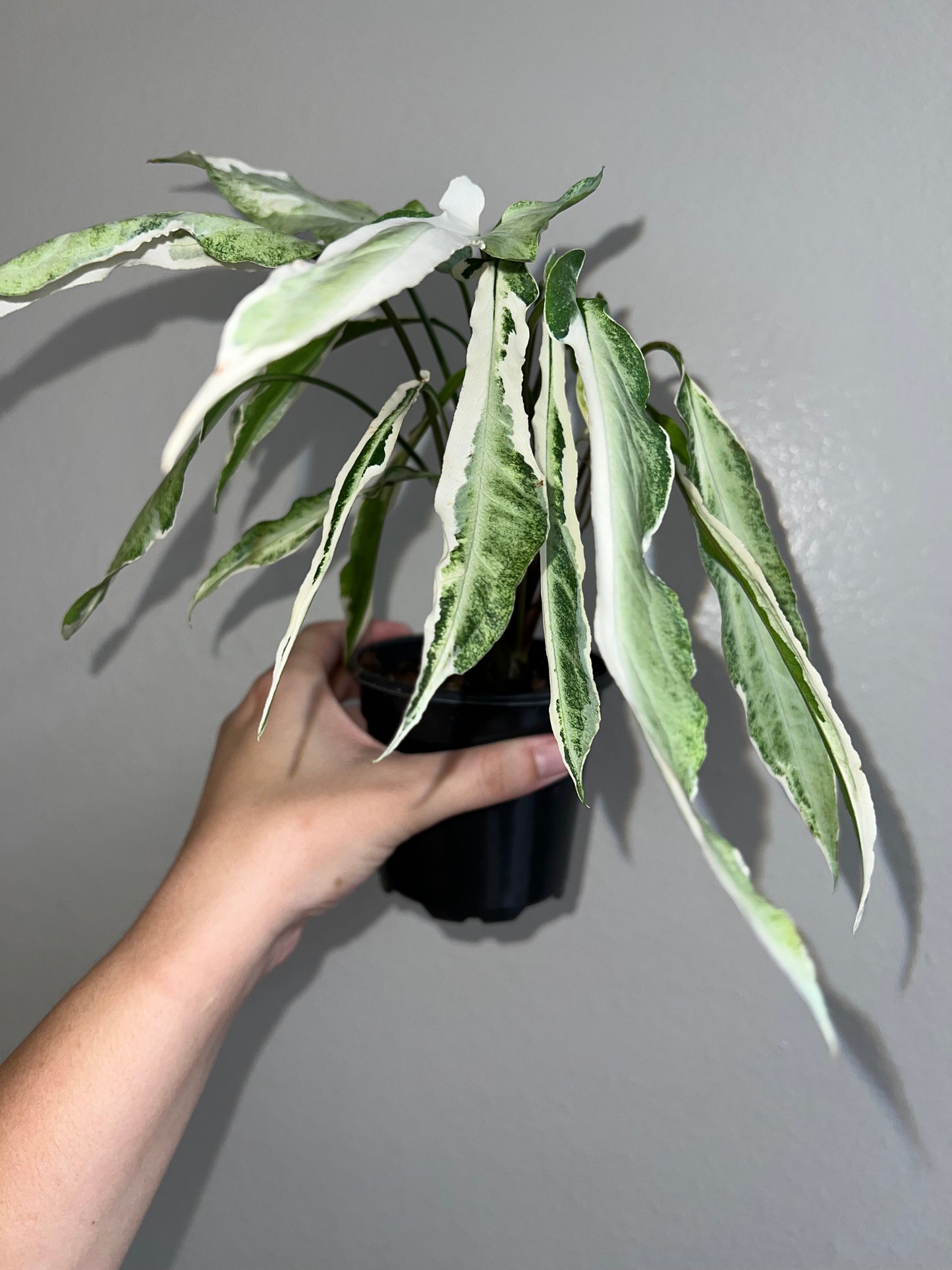 4” Syngonium Ngern Lai Ma Variegated