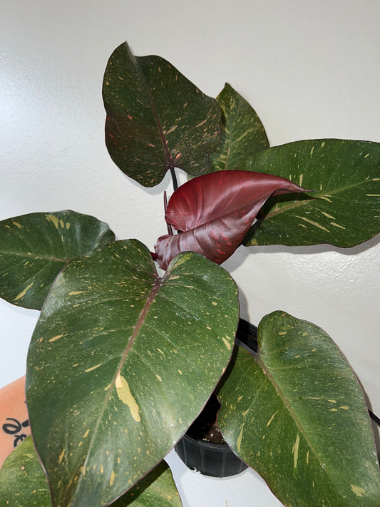 6” Philodendron Orange Princess