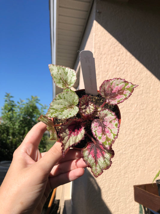 4” Begonia Crimson Oak