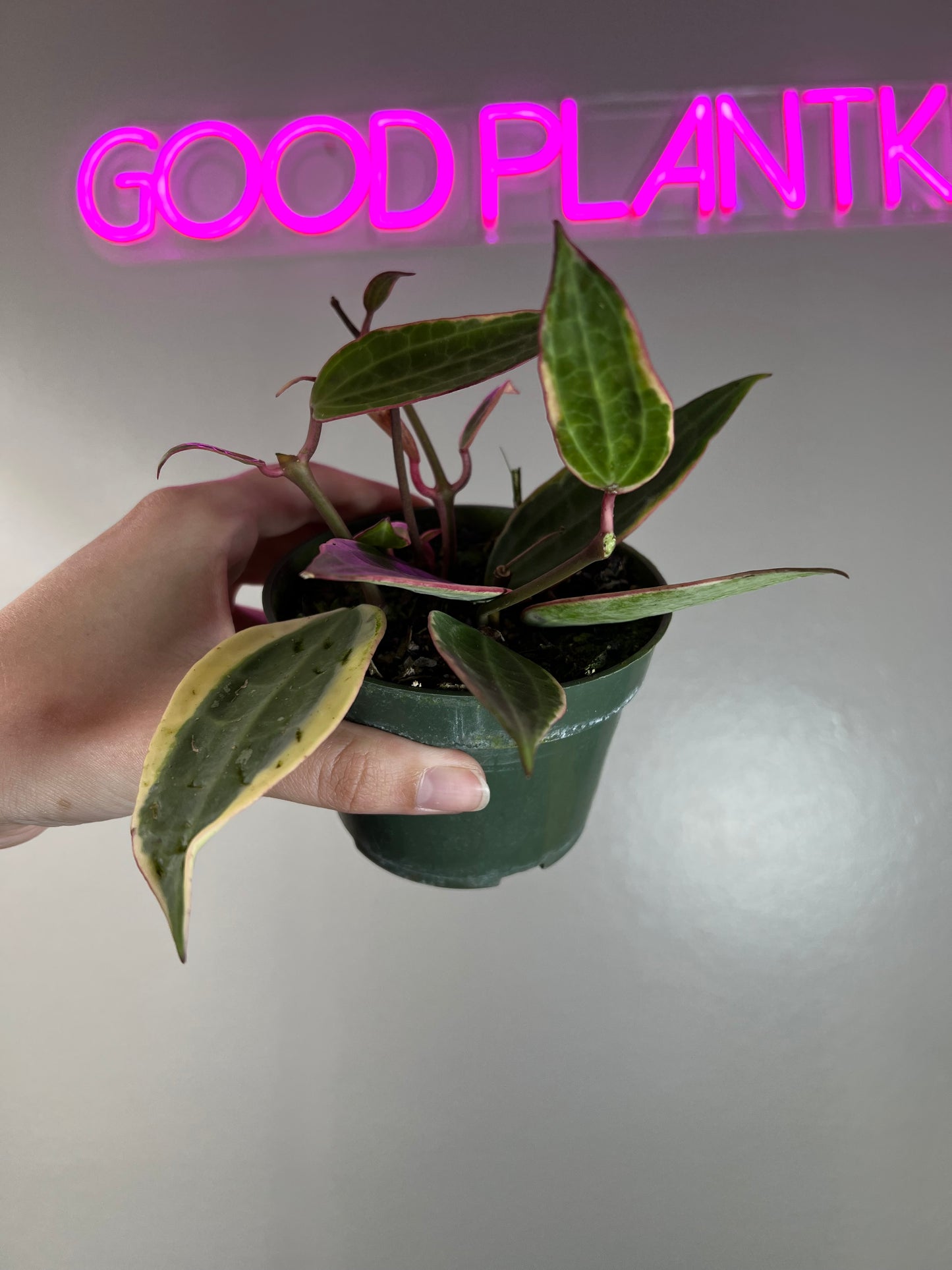 4” Hoya Macrophylla Outer Variegated