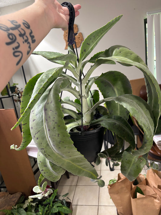 8” Kalanchoe Donkey Ears