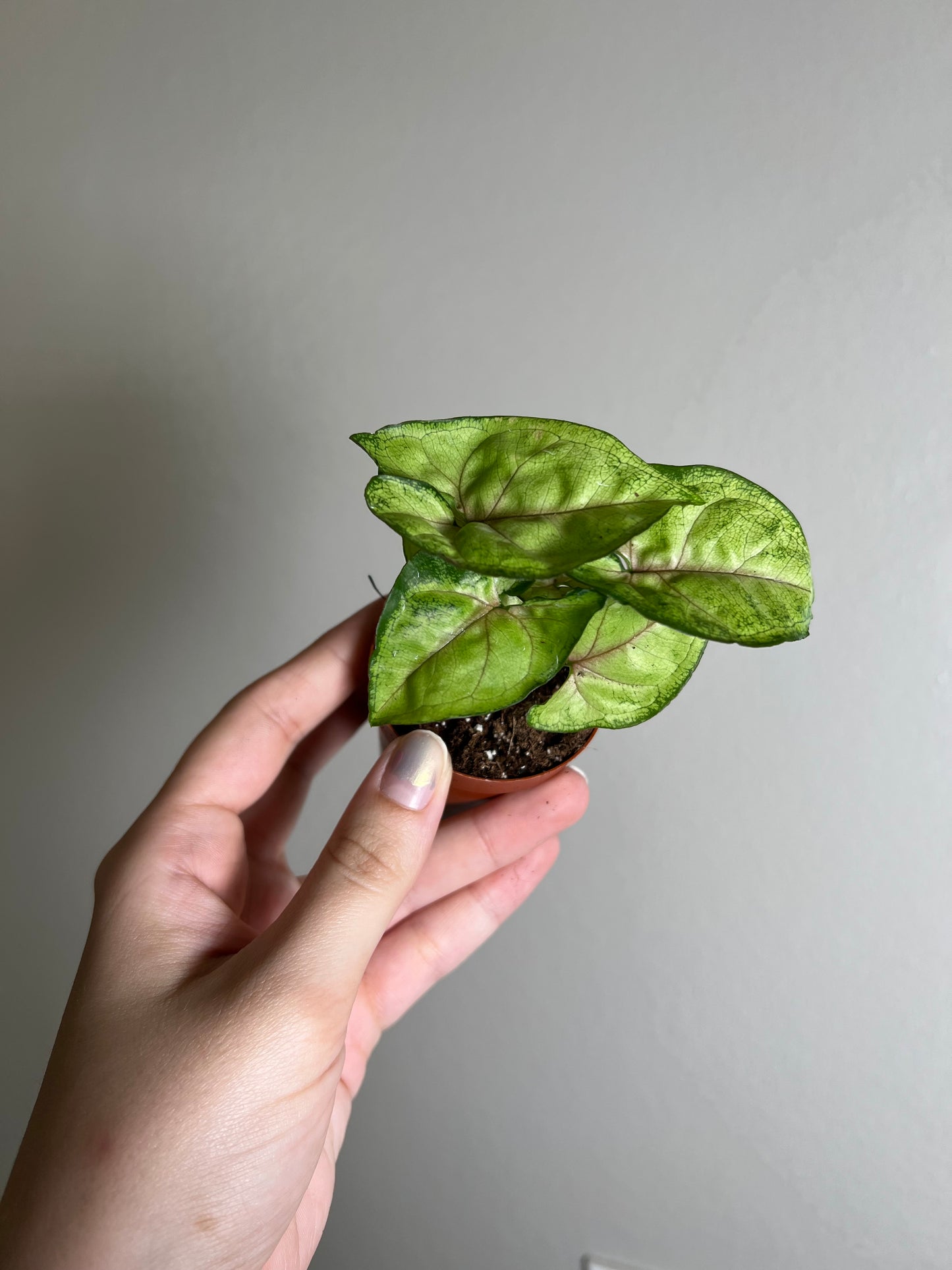 2” Syngonium Berry