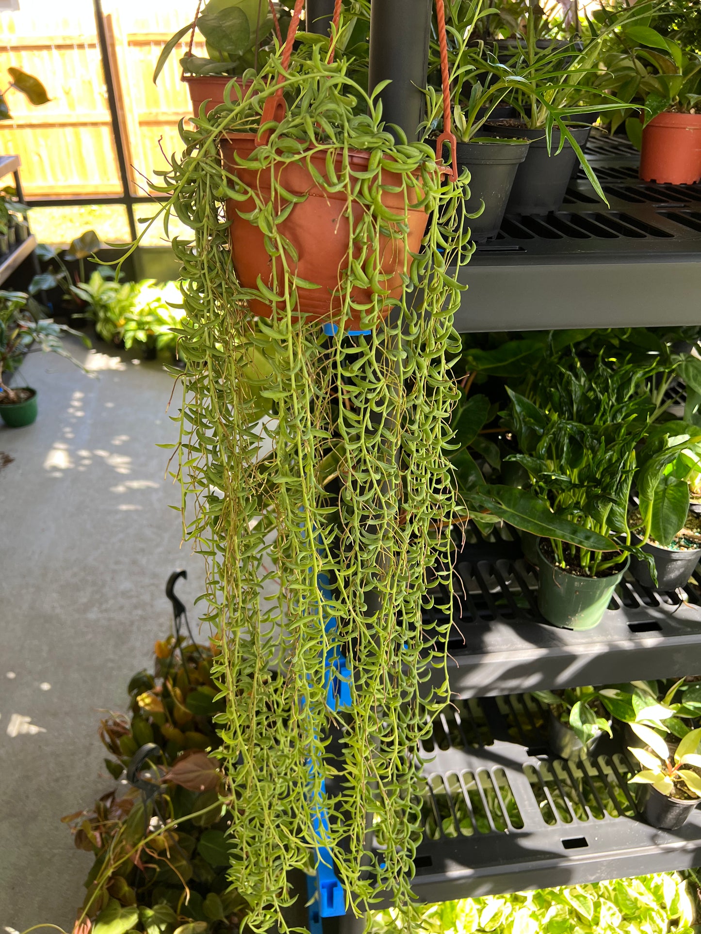 6” String of Bananas Hanging Basket