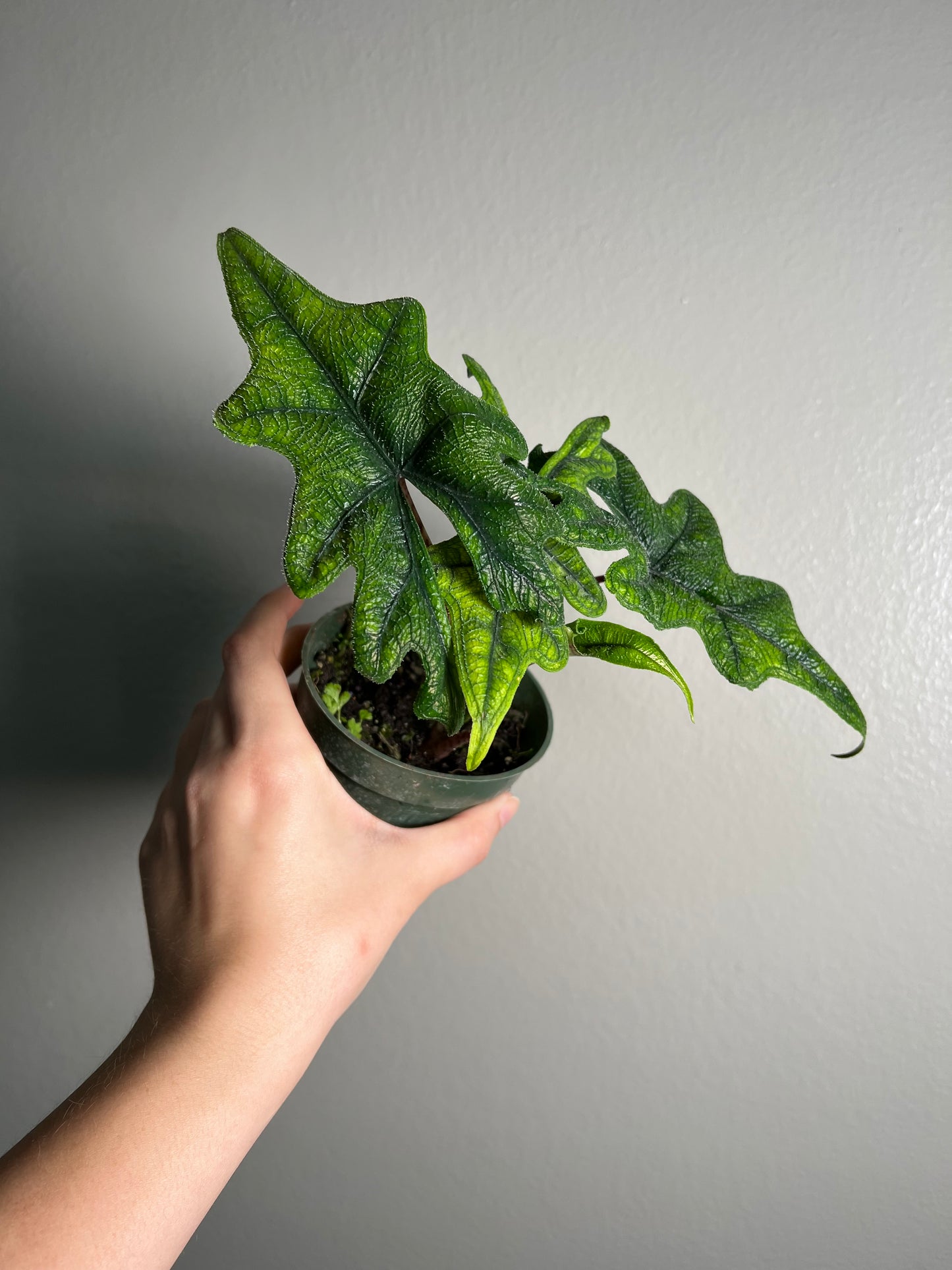 4” Alocasia Jacklyn