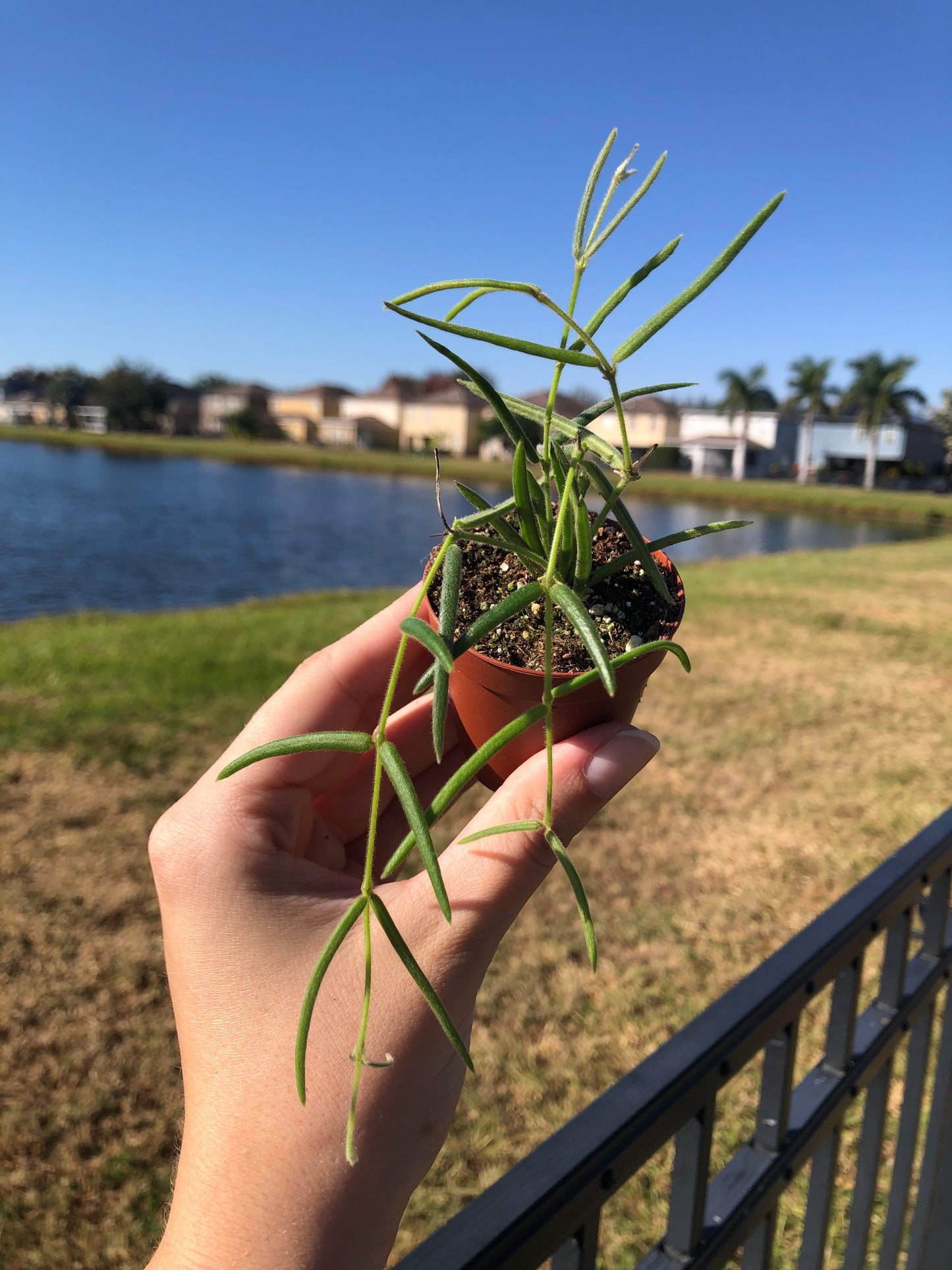 2” Hoya Linearis