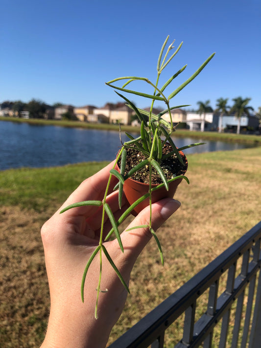 2” Hoya Linearis