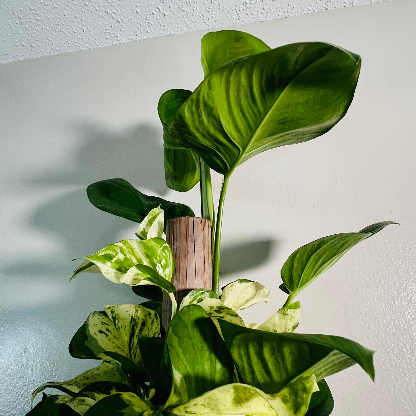 8” Manjula Pothos Totem