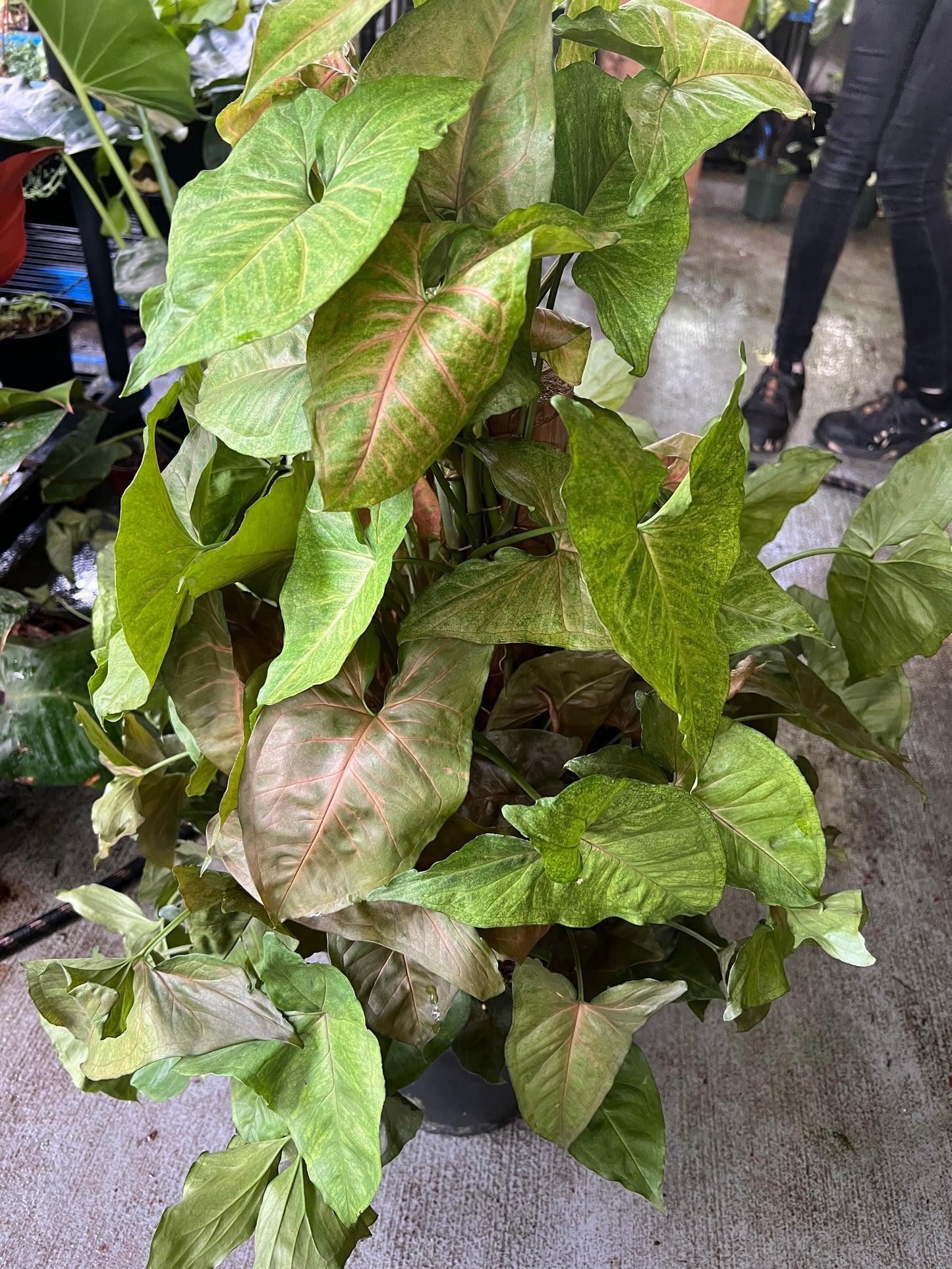 8” Syngonium Strawberries and Cream Totem