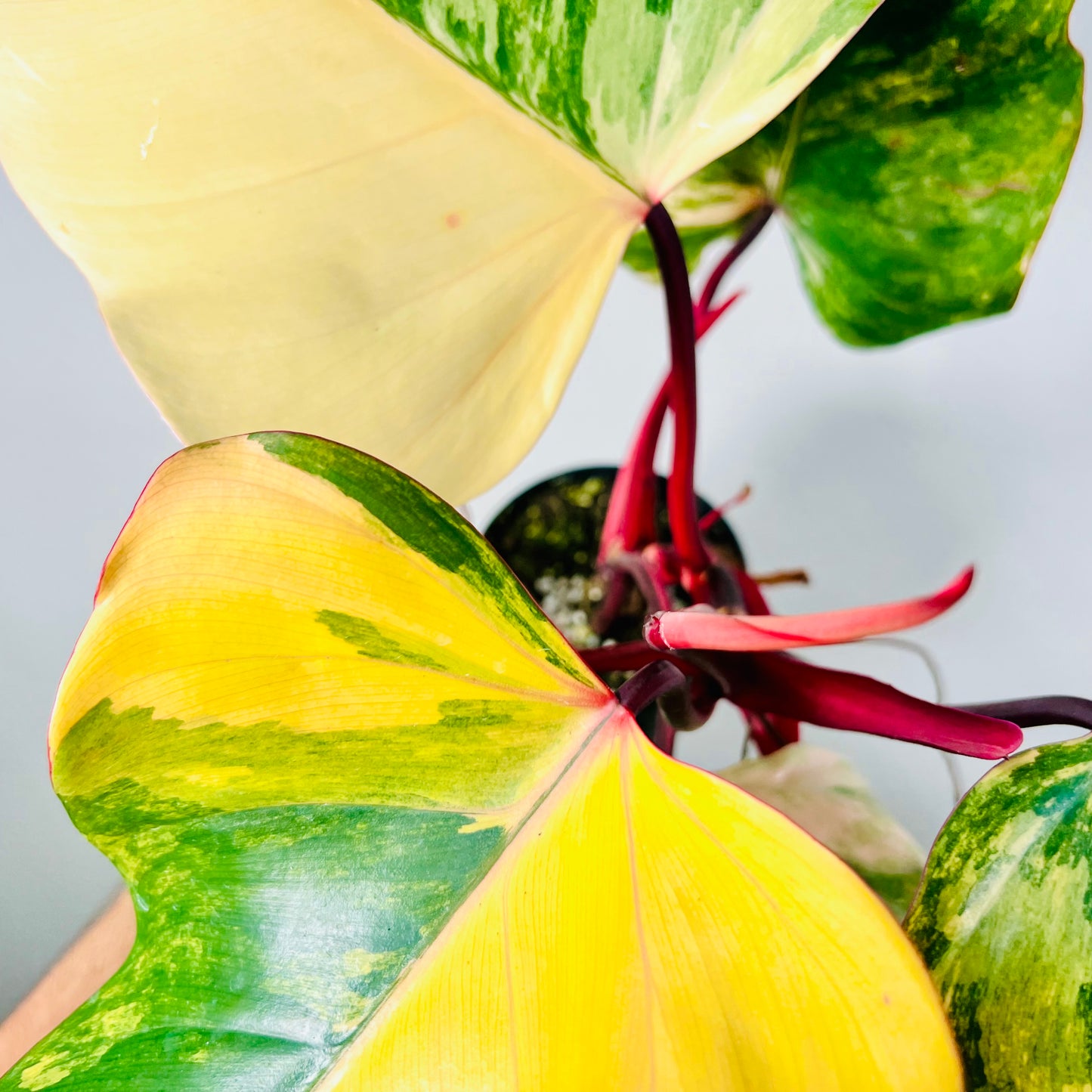 4” Philodendron Strawberry Shake
