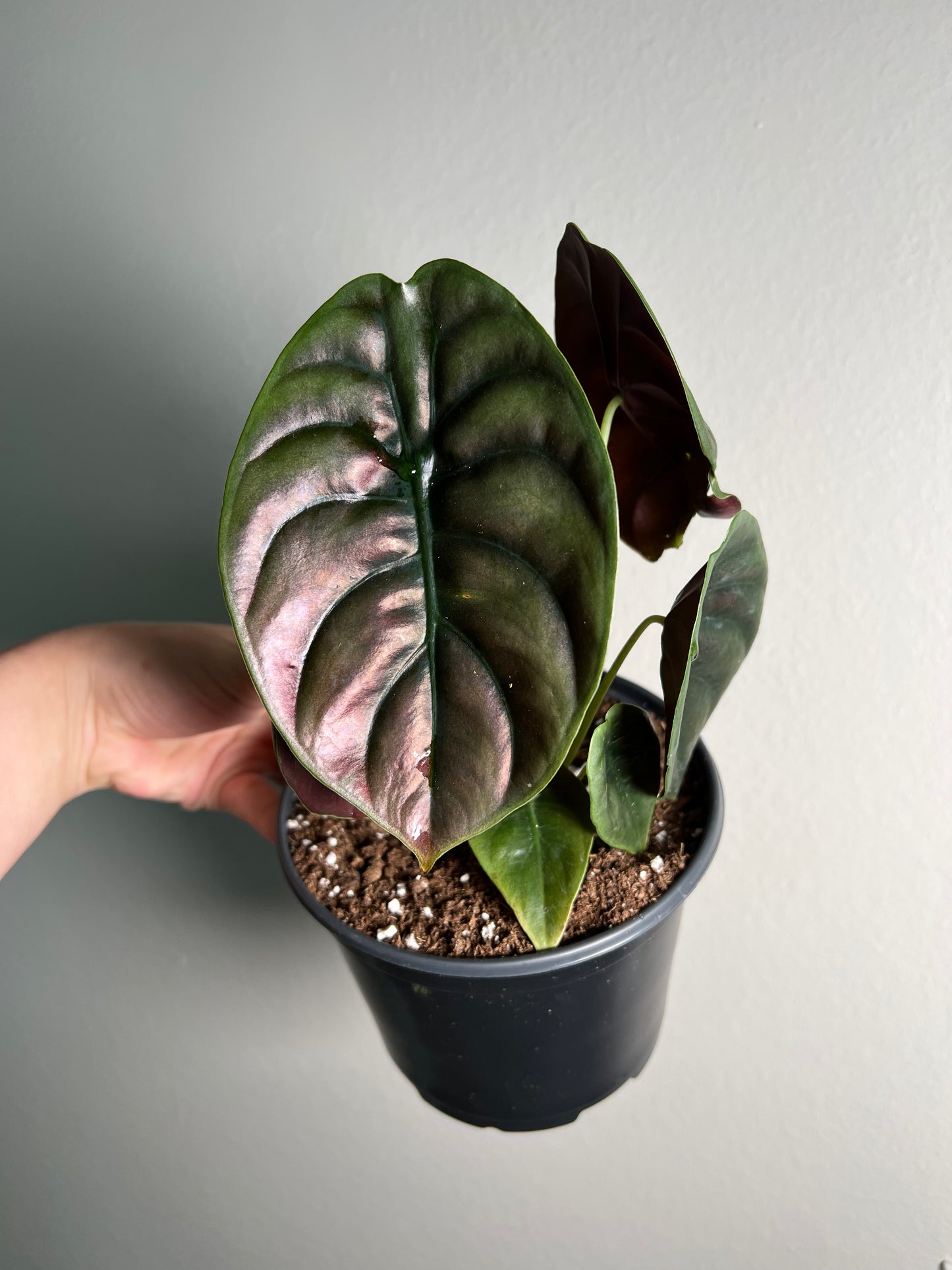 6” Alocasia Cuprea ‘Red Secret’