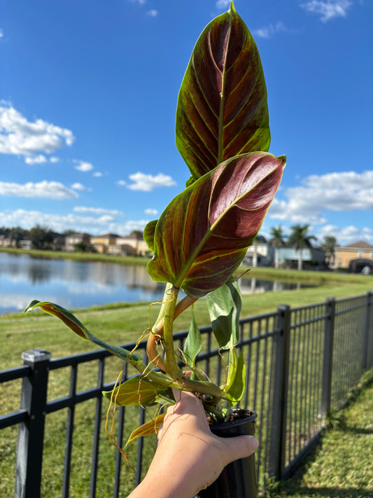 4” Philodendron Subhastatum