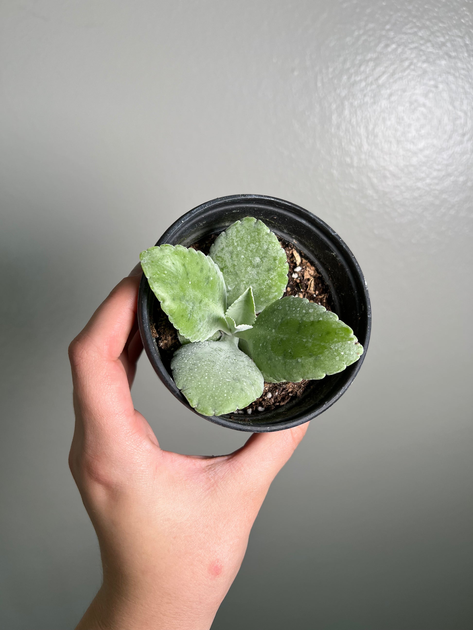 4” Kalanchoe Good Plantkeeping