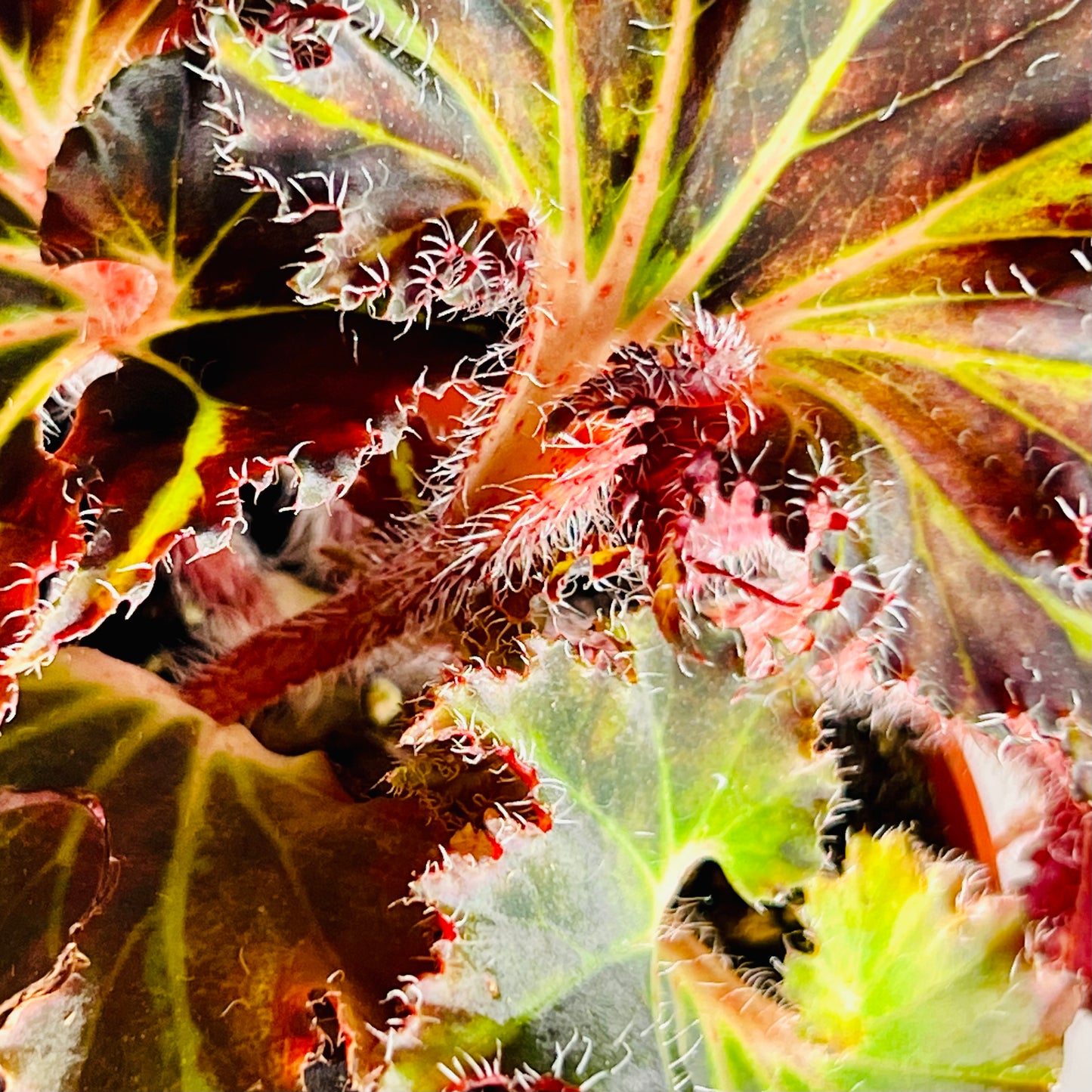 4” Begonia ‘Harmony’s Breakdance’