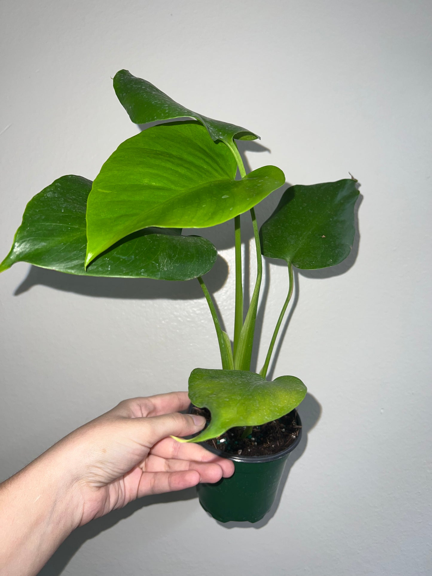 4” Monstera Sierrana