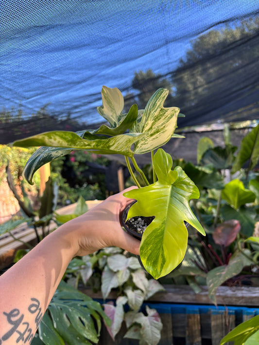 4” Philodendron Florida Beauty X Mayoi