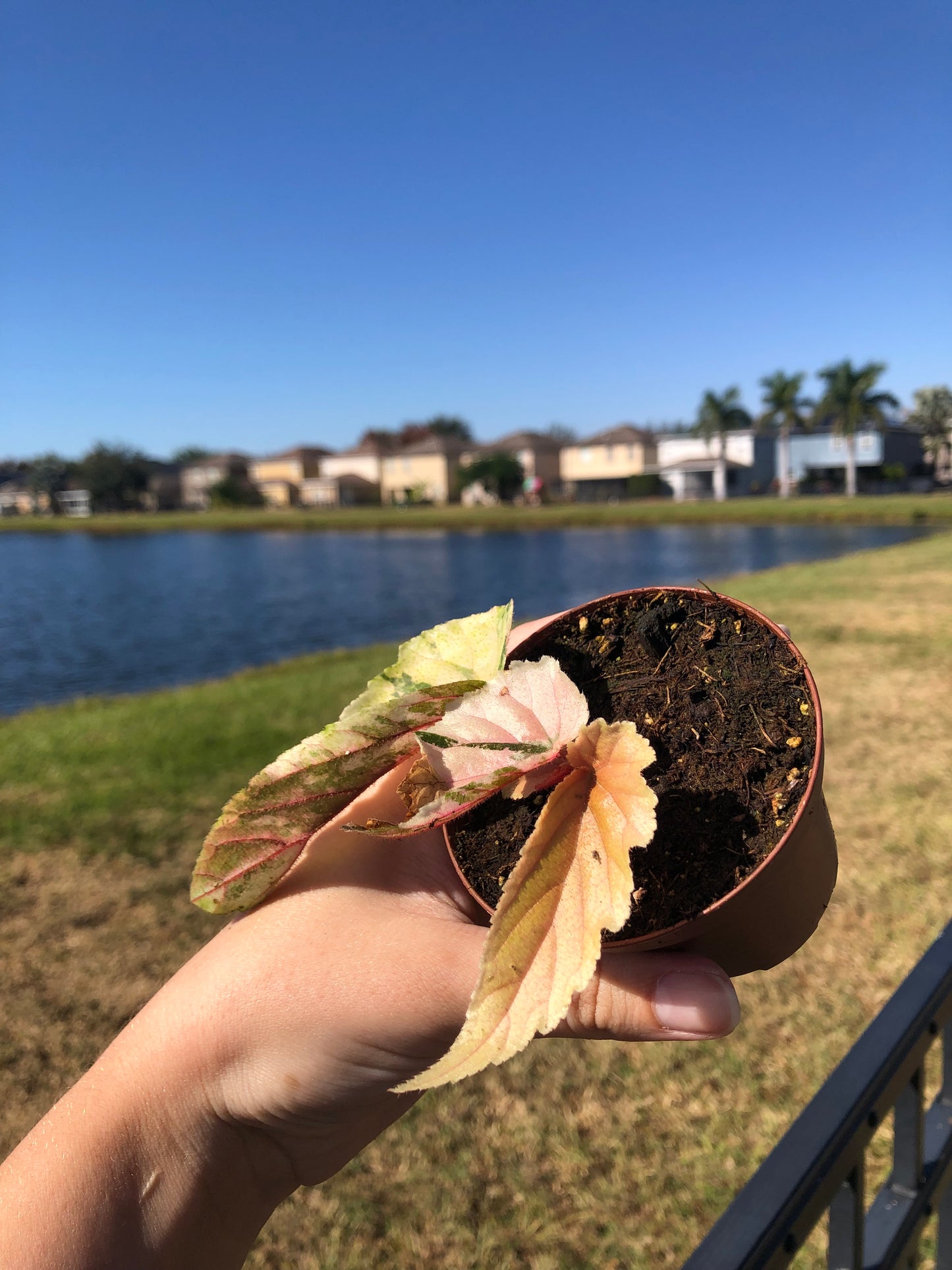 3” Begonia Ginny Galaxy