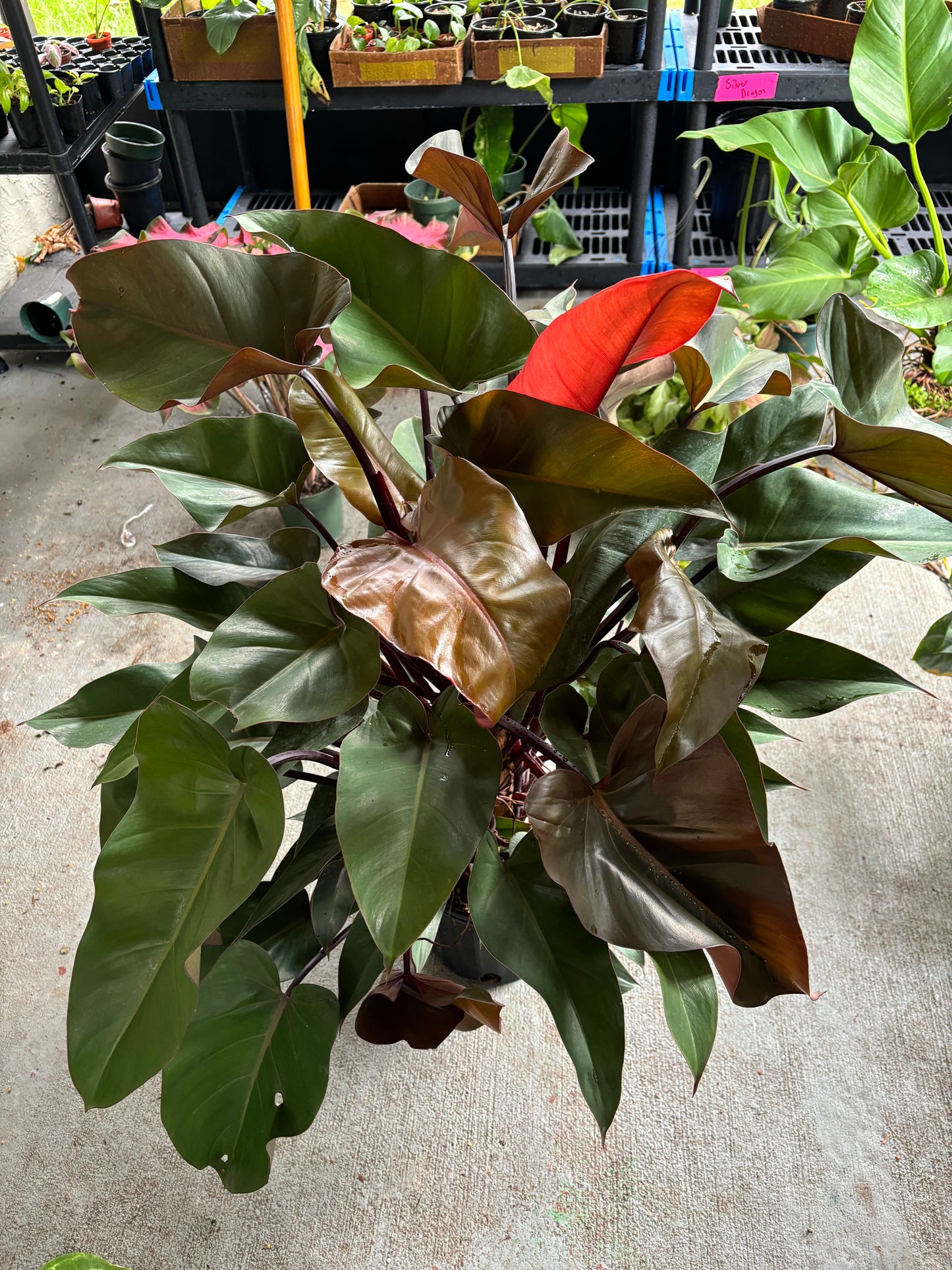 8” Philodendron Bloody Mary Totem