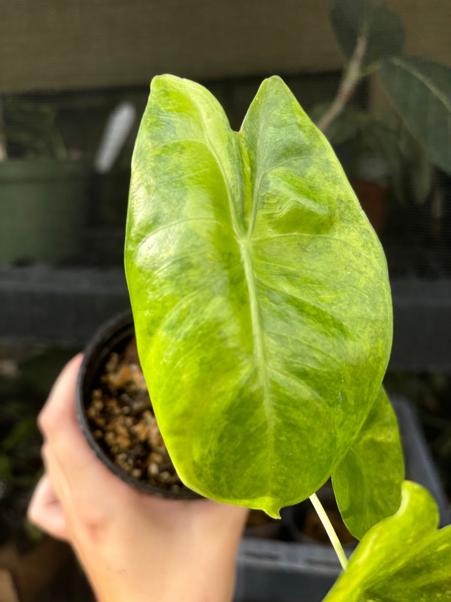 4” Alocasia Pink Dragon Aurea